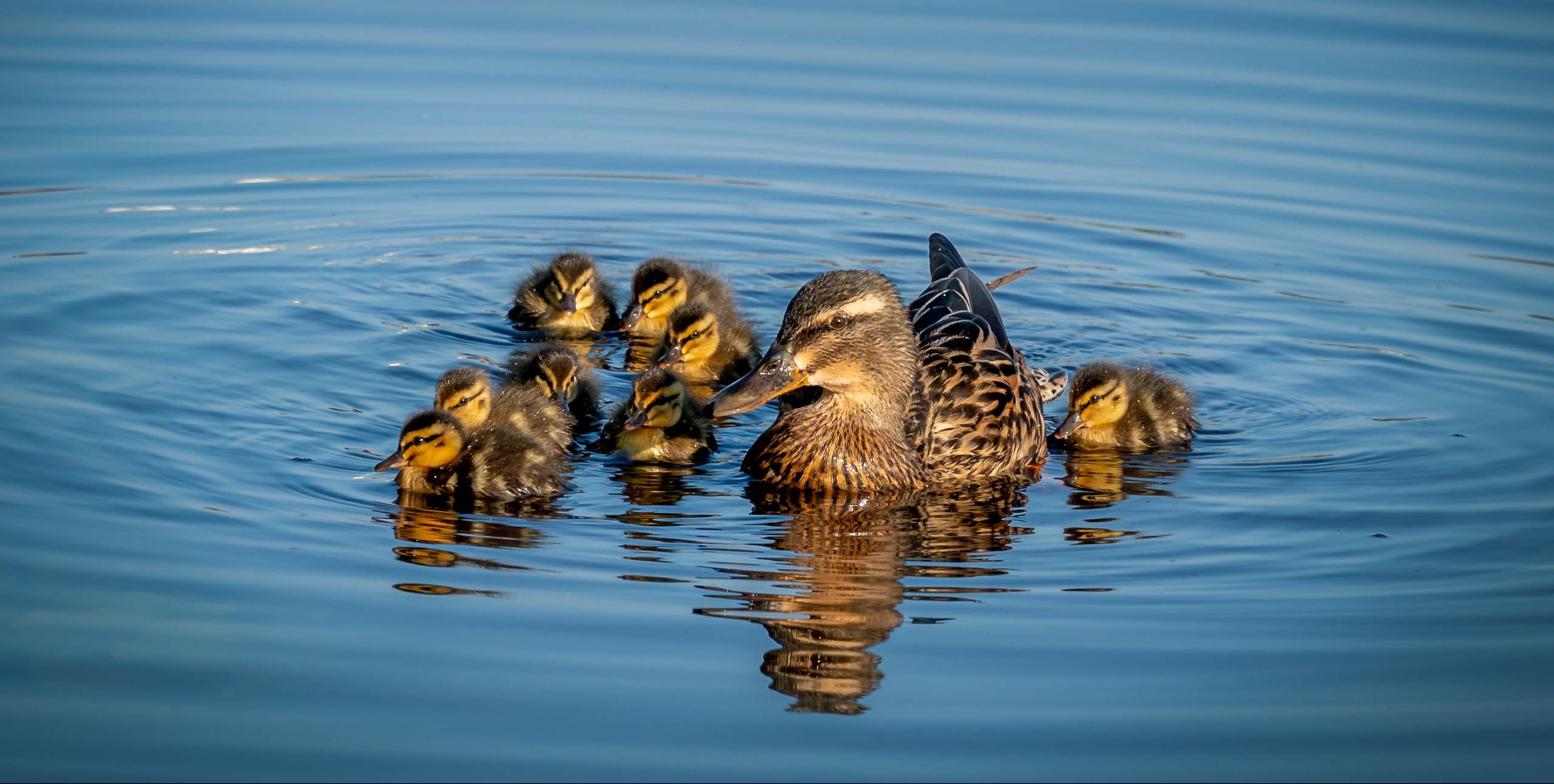 Eendenkorven Bij De Vijvers Prise D Eau